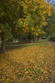 Autumn in Tamworth Castle grounds.